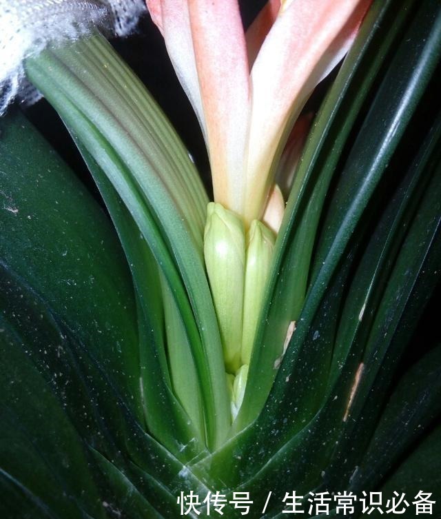 退休老人养君子兰,花箭长到60厘米高,只用了1种土和1种水!