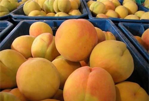 女性|女性不想老的快,推荐以下食物,助皮肤细腻、延缓衰老,好处多多