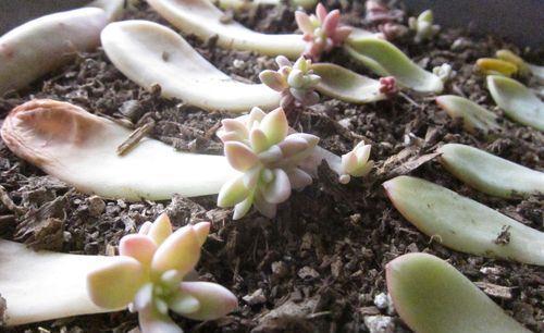 肉友不知道的多肉小苗养护方法