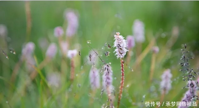 “稻城古冰帽”，梦幻雪山中的沙滩海子