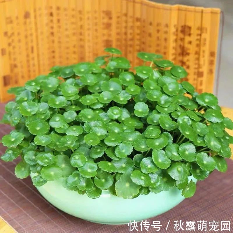 观赏价值|八种命里带“钱”的植物,家里养一盆,招财又旺运,你家养了几种