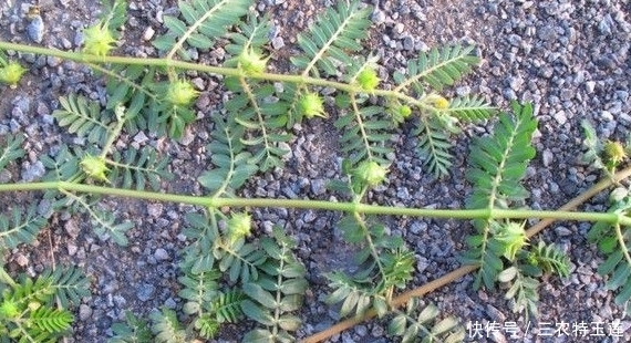 农民|此种黄花野草,果子粘人,被农民当成害草,却不知是清肝明目良药