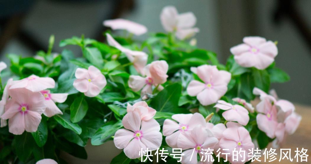 换盆|养花切勿盲目换盆，贪多嚼不烂，一不小心换死掉