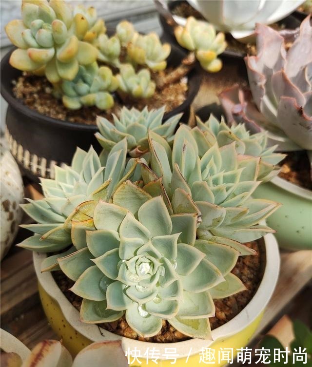 一个月没看的多肉,竟然让人腰酸背痛……