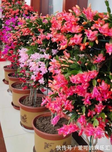 鸡蛋壳|家里的2种垃圾别丢了,用来养蟹爪兰,秋冬开花多更艳丽