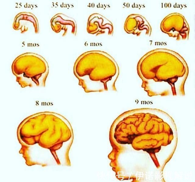 dh宝宝聪明要趁早在娘肚会经历3个脑发育高峰期，孕妈要抓住时机