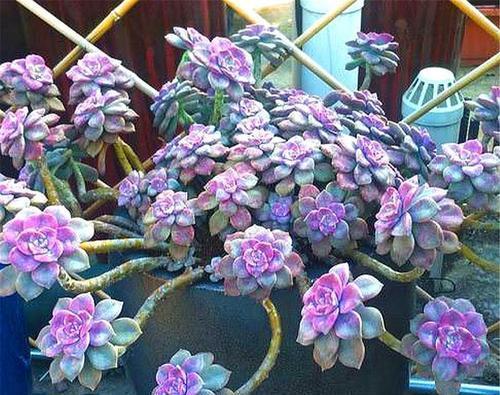 长势|5种容易养成老桩的多肉，一养就能成功，越养越美，适合新手