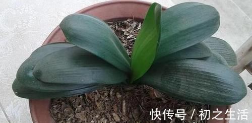 3种垃圾'一文不值',却对养花有用,可让植物叶片又绿又肥