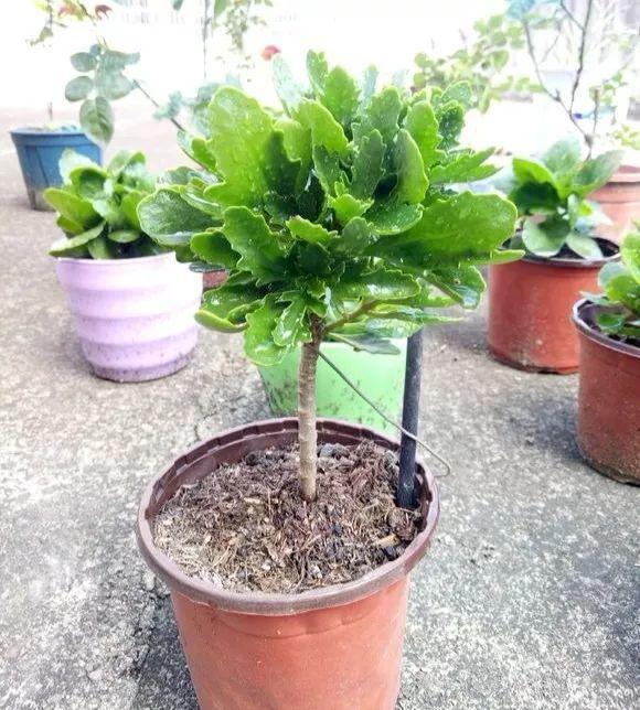 养长寿花“咔嚓”几下，开花就像“棒棒糖”，养2年变“老桩”