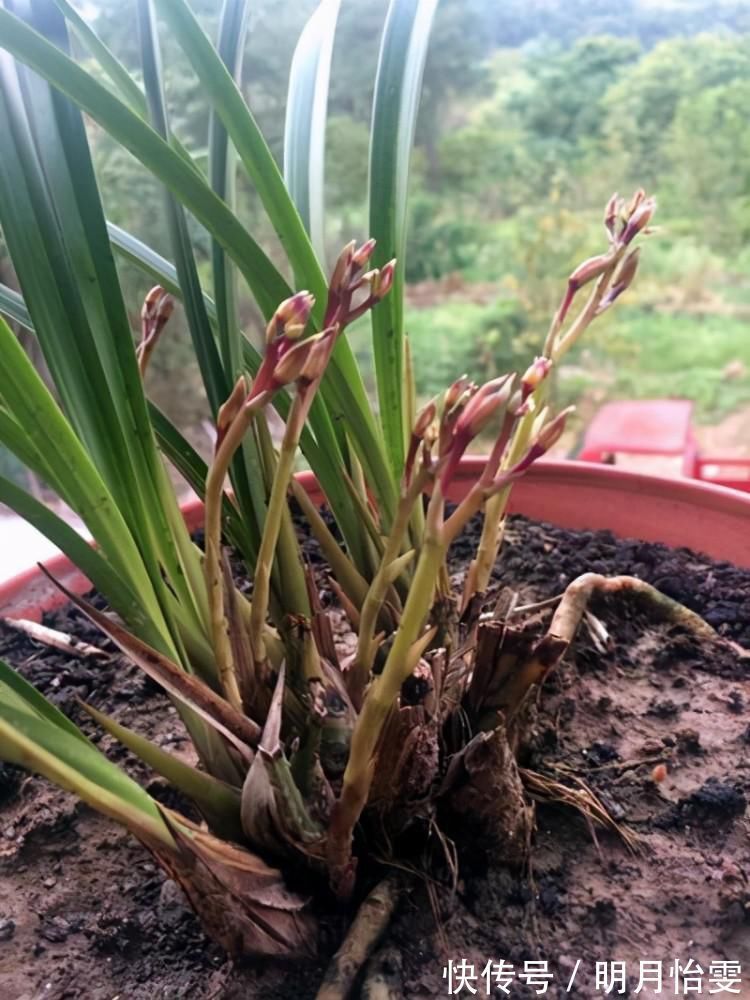 事项|养兰花要定时换盆，脱盆、修剪、上盆及养护，每步都有注意事项