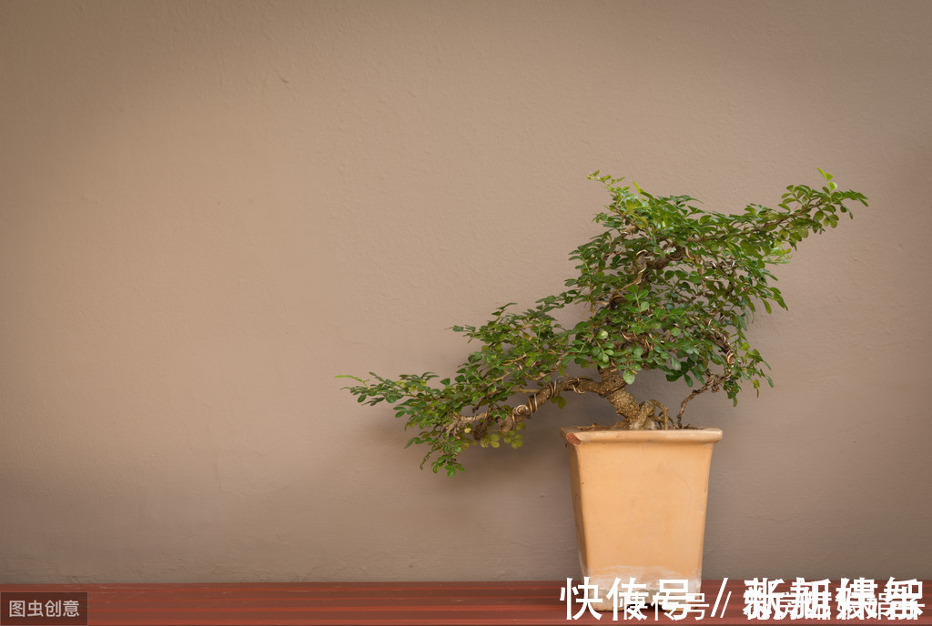 盆景|树木盆景是怎么矮化的?8个方法助你的盆景成为“活着的艺术”