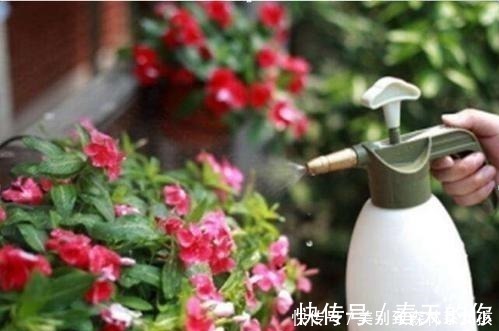 白粉病|家家都有的1种东西,用来养花,比花肥还厉害,还能驱虫!