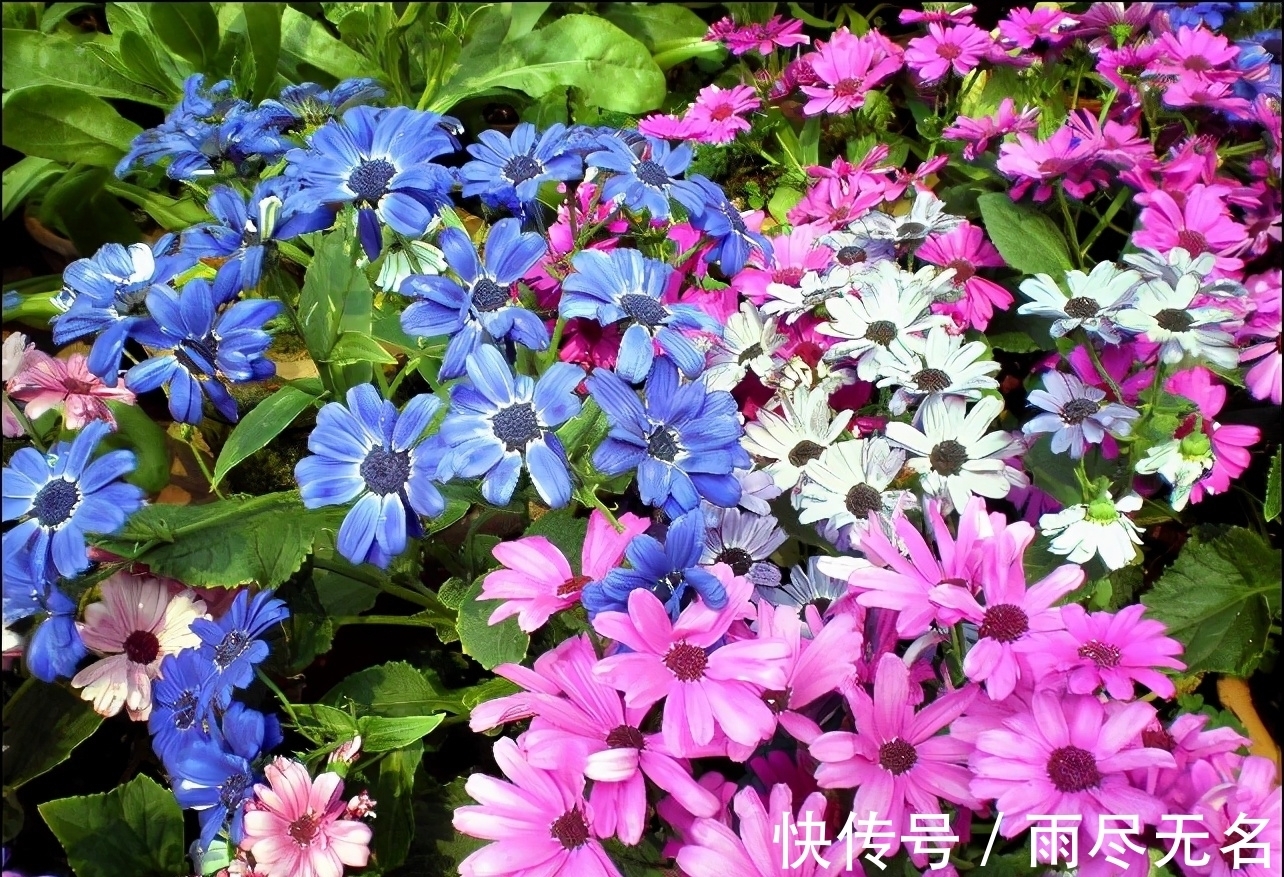 这几种花冬天开爆盆,但一般人家养得不多,现在养正开花,很漂亮