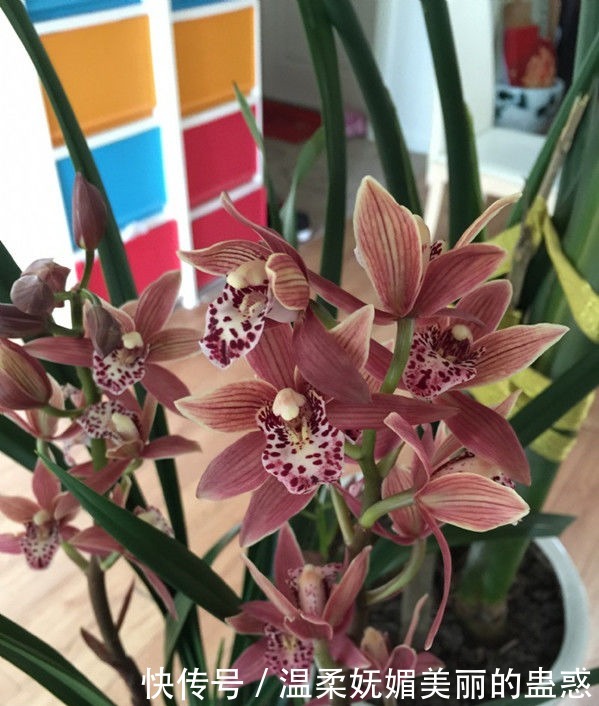 喜欢菊花,就养盆“优良名菊”绿朝云,花似惊鸿起舞,晶莹碧绿