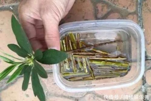 这东西泡水就是“天然生根剂”,埋在盆里也管用,根系越养越粗壮