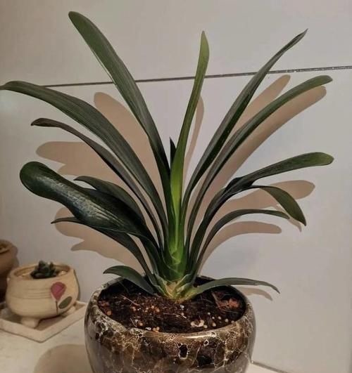 养花土里掺点它,碱性变酸性,花卉叶子呼呼长!