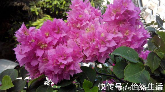 三角梅这些品种最勤花，一年四季开不停，花多得不见叶！