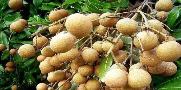 水果|糖尿病患者不能吃水果?3种水果放心食用,帮你稳定血糖指数!