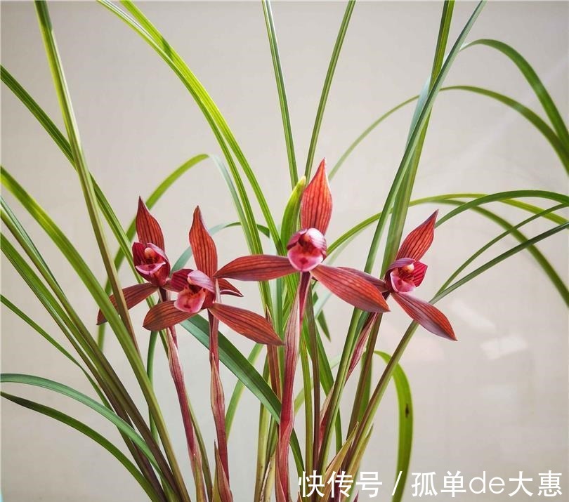 春兰|它是兰花界无法超越的经典,红杆红花,兰香浓郁,新手也能养好