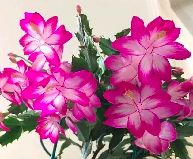 新手养蟹爪兰,别只会浇水,适当来点“它”,根壮叶绿红艳艳