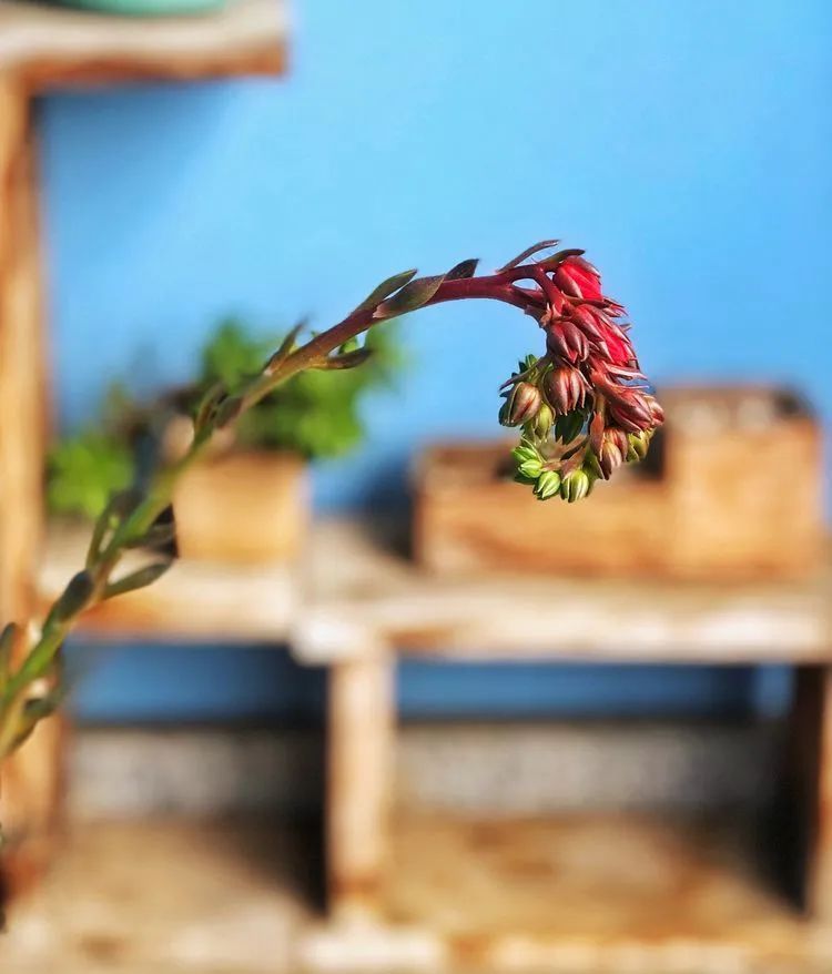 面朝大海的多肉们,在四季变迁中生生不息!