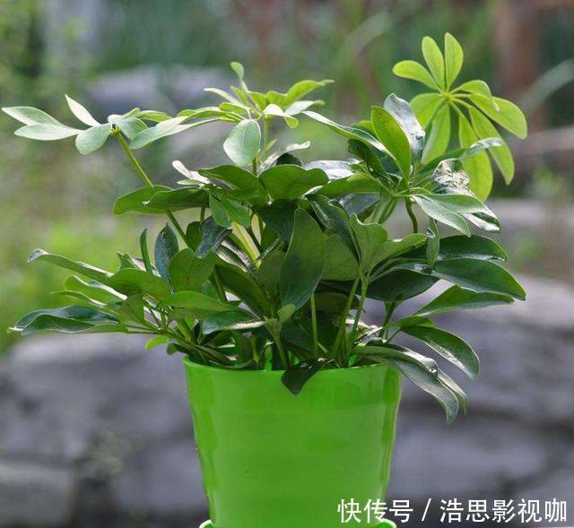 鸭掌木|盆栽鸭掌木夏季怎么养护注意几点，远离黄叶落叶，安全度夏