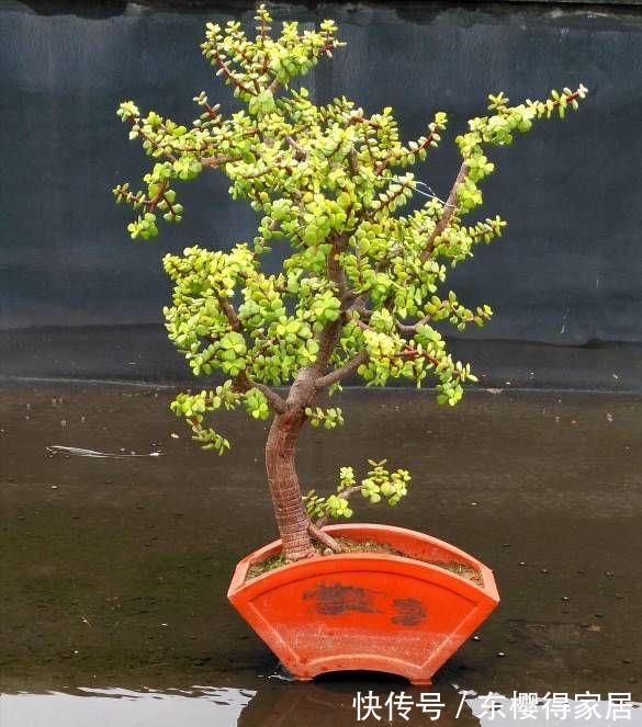 盆栽|两种皮实好养的绿植,易扦插,姿态优美,变老桩盆景
