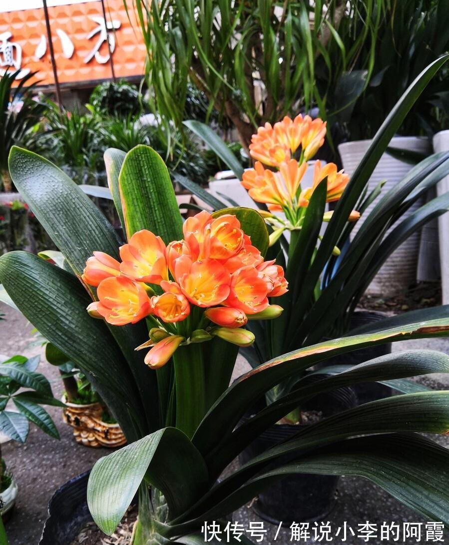 富贵|适合客厅养的5种漂亮花,喜庆大气又吉祥,幸福感满满