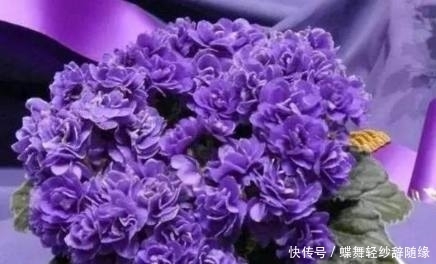 凤仙花|这几种花期超长的花卉,家里种上一盆天天有花赏,最后一种特霸气