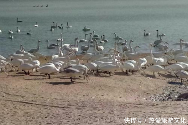 三农|鸟儿的天堂—圣天湖