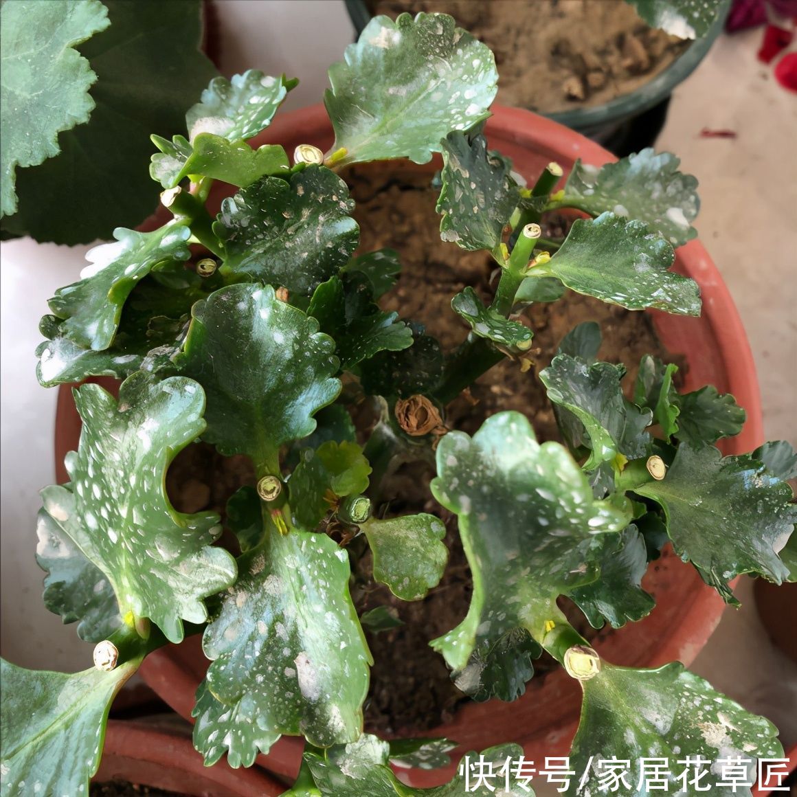 金钱树|夏天到了，8种花要及时控水，越热越不能浇水，一浇就出问题