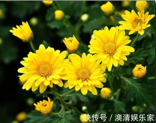 喜欢牡丹,不如养盆“牡丹珍品”髙杆红,花色艳丽,美艳可人