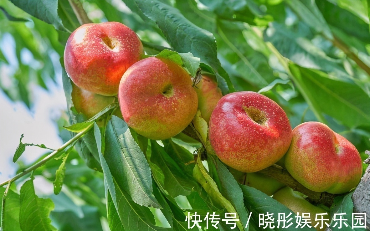 蟠桃味|女性担心老太快，推荐多吃三种食物，补充营养，身体棒棒哒！