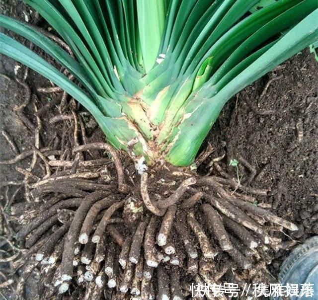 土壤|养花土壤板结,三种“玩意儿”丢盆里,土又好又肥,再也不板结了