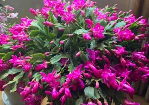 磷钾肥涨价了？别担心！草木灰、骨粉肥养年宵花，催花不愁