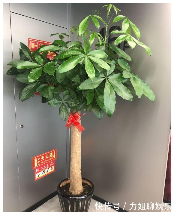 7种“富贵花”,容易被浇死,别太狠,一杯水就够养一冬天