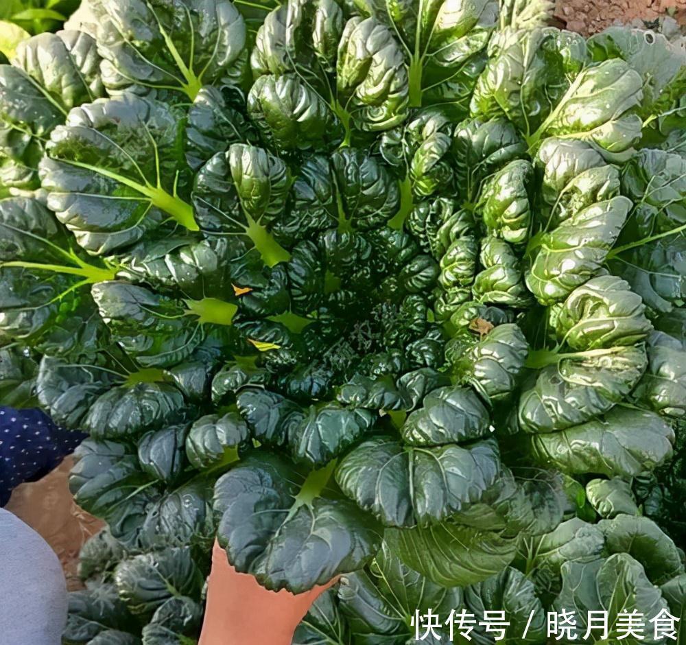 7种“蔬菜”冬天种,0度冻不死,吃一茬冒一茬,连续吃半年