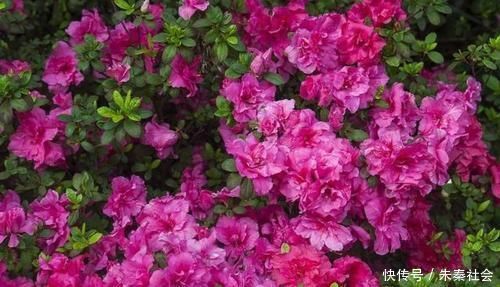 什么松针土、腐叶土都不如这种土,土壤疏松又肥沃,养啥都爆盆!