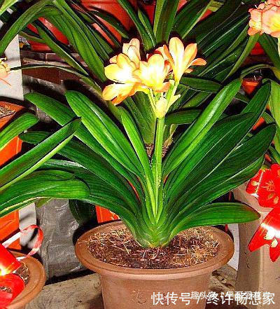 阿司匹林|什么黄豆水、淘米水都不如“这种水”,10天浇一次,叶绿花更旺