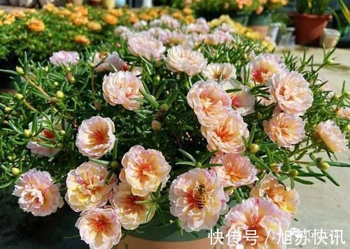 花期|“最累”的8种花,花开连续几个月,一次开花几百朵!