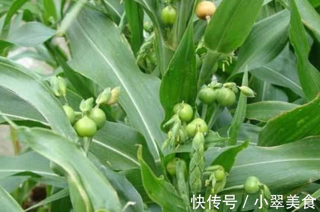 体虚气虚|此物是肝硬化的“死对头”，经常吃，修复肝细胞，肝癌躲着走