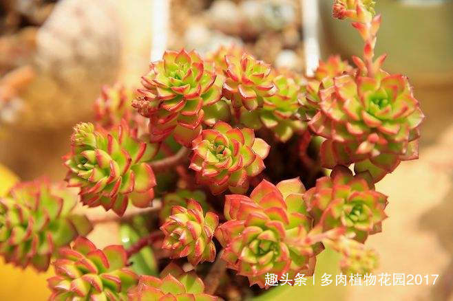 掉了的多肉叶片不要扔掉,自己在家繁殖多肉玩