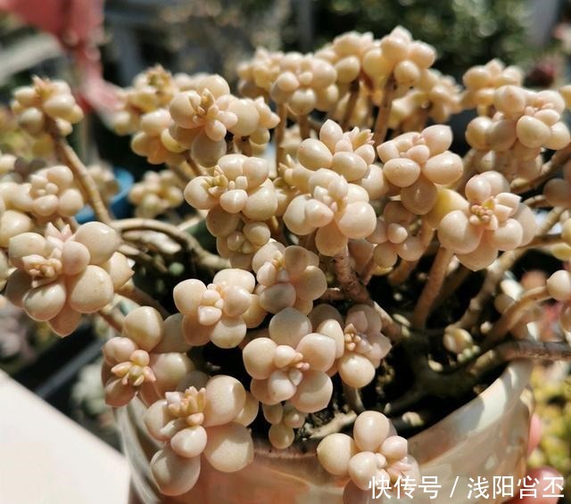 养多肉，要学会“虐养”，才能养出好状态！