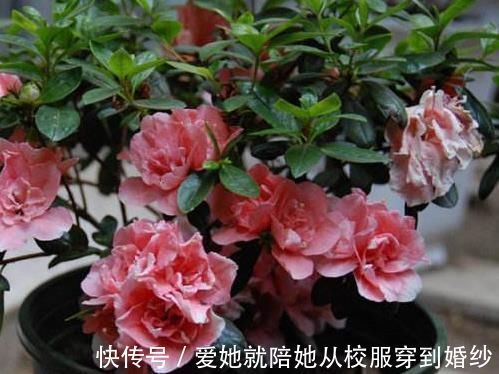 超哥|“玉米棒”还在扔往盆里一塞，等于“促花激素”，花开爆不停