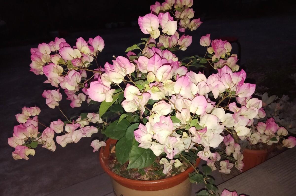 让三角梅开“秋花”,牢记这个“方法”花芽长得快,迅速花爆盆