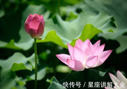 上涨|9月上旬，4属相运势上涨，财旺桃花开，生活锦上添花