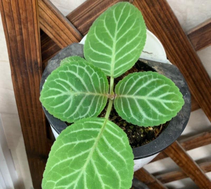 大岩桐怎么养？记住3招，花朵大又美、四季有花、姹紫嫣红