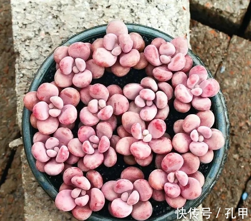 桃蛋多肉始终长不出状态?四个小妙招送给你,叶片圆润又鲜艳