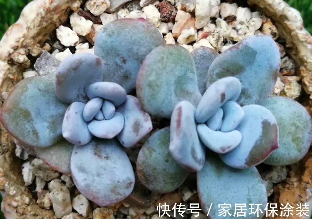 多肉|多肉小苗成长攻略,夏天想办法让它们快速生长,九月就能看状态