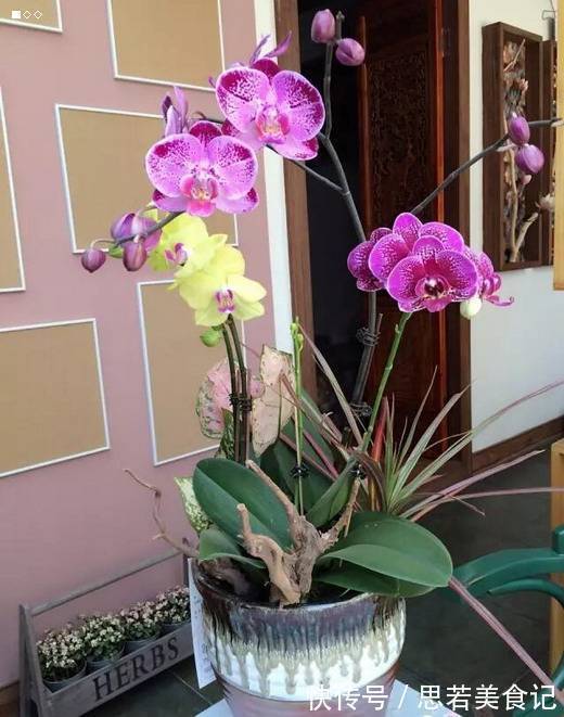 6种“洋气花”，厕所里养的旺，臭味吸光，卫生间变小花园